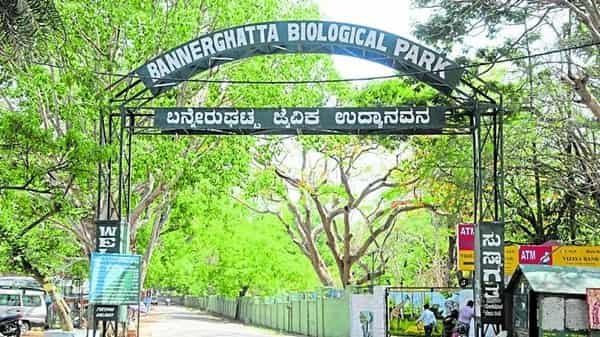 Bannerghatta Zoo, Bengaluru: Opening & Closing Timing, Ticket Price, How To Reach, Best Time to Visit