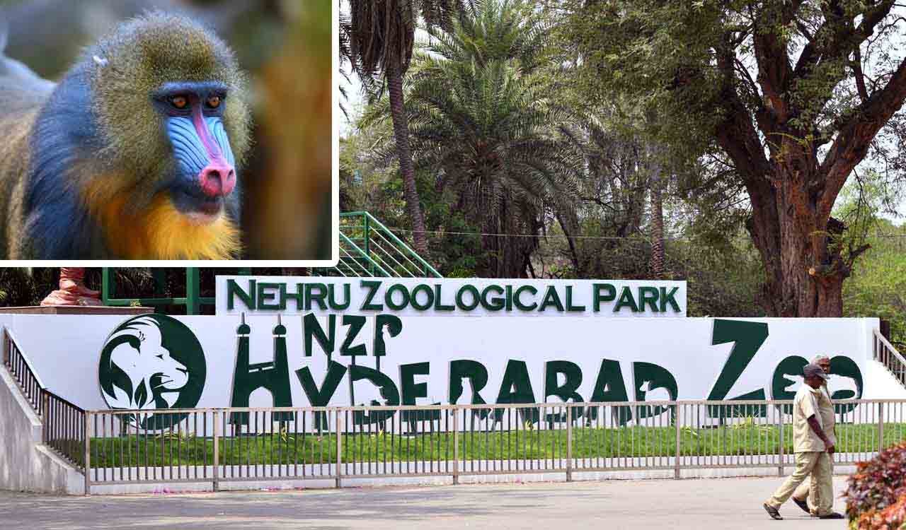 Hyderabad Zoo Park: Opening & Closing Timing, Ticket Price, How To Reach, Best Time to Visit